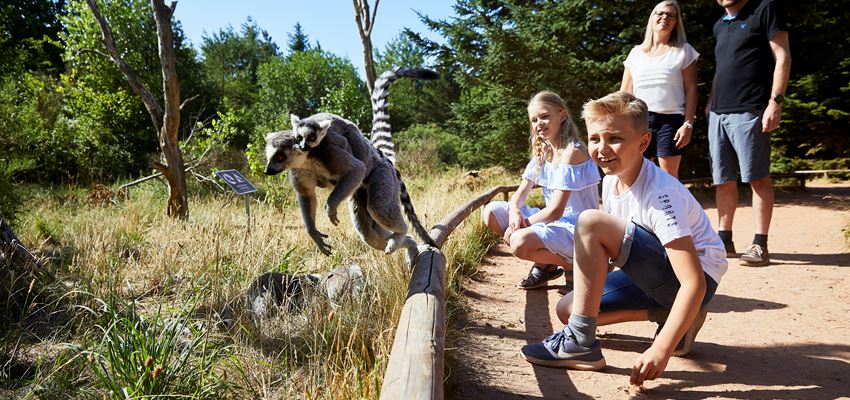 GIVSKUDZOO Lemuranlæg