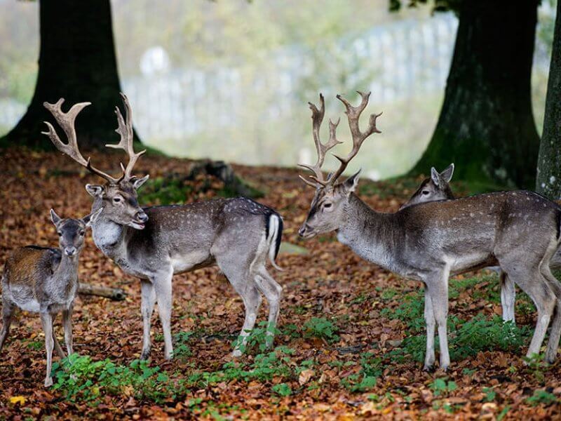 214087 Dyrehaven Efterr 1 800X600